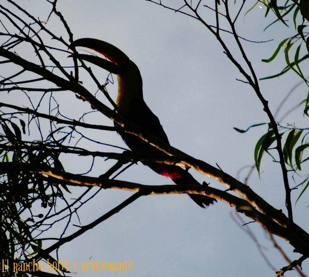 Parque Los Naranjos IHAH